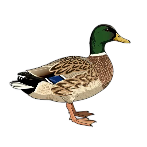 Mallard